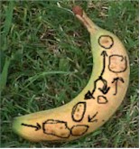 bananad.jpg