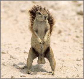squirrel.jpg