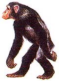walker.jpg